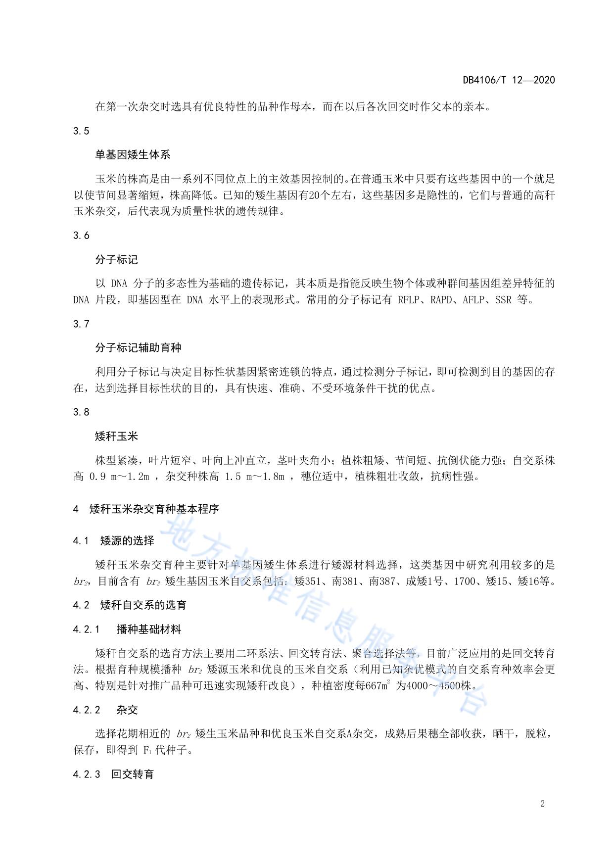 玉米矮秆杂交育种技术操作过程