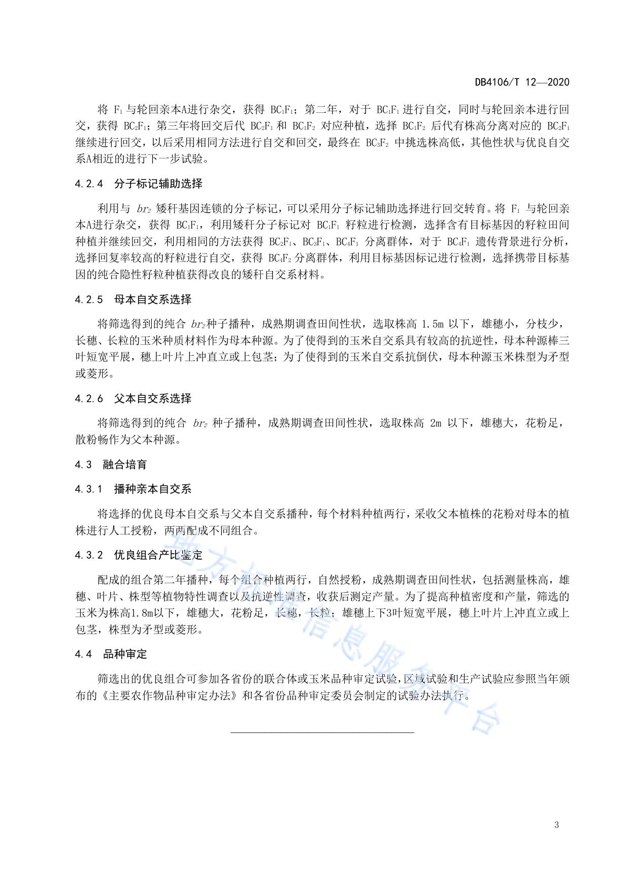 玉米矮秆杂交育种技术操作过程