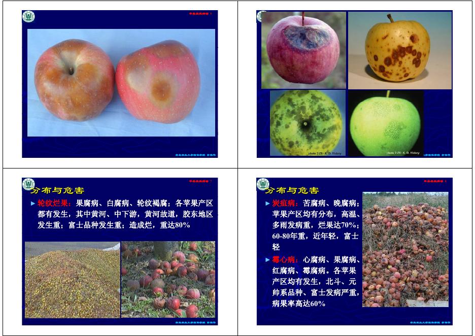 第二讲 苹果、梨果实病害.pdf