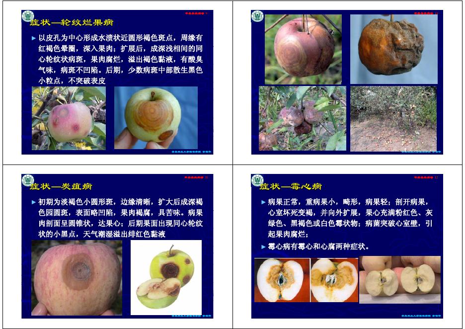 第二讲 苹果、梨果实病害.pdf