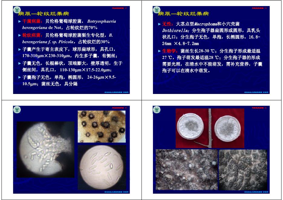 第二讲 苹果、梨果实病害.pdf