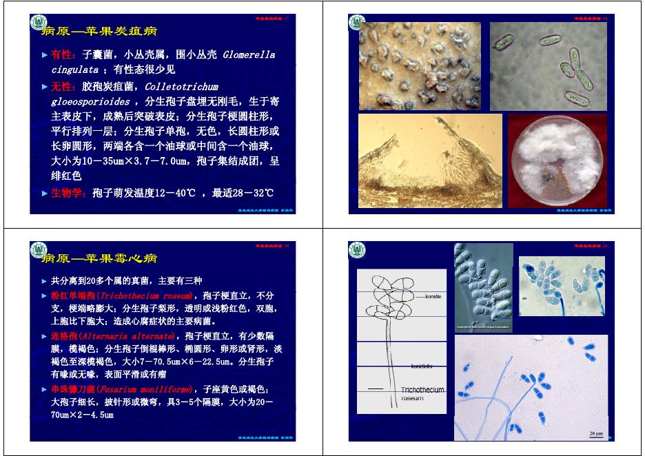第二讲 苹果、梨果实病害.pdf
