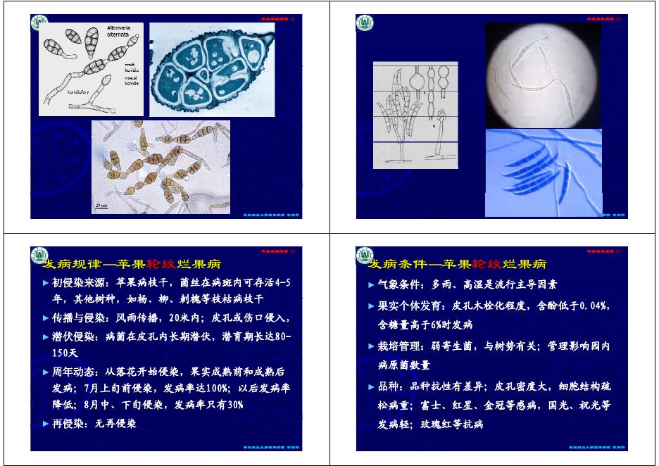 第二讲 苹果、梨果实病害.pdf