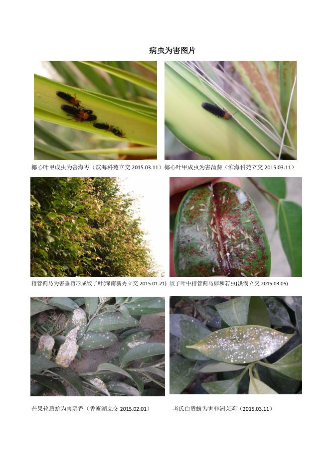 深圳道路绿化植物病虫害防控指引(第二期).pdf