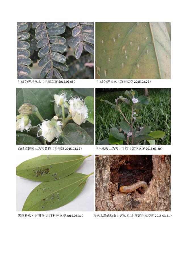 深圳道路绿化植物病虫害防控指引(第二期).pdf