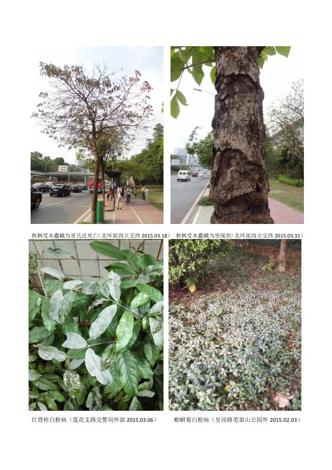深圳道路绿化植物病虫害防控指引(第二期).pdf