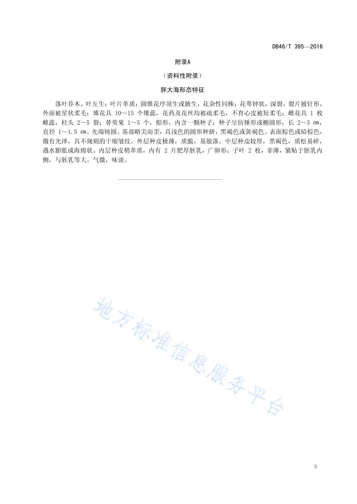 中药材种子 胖大海