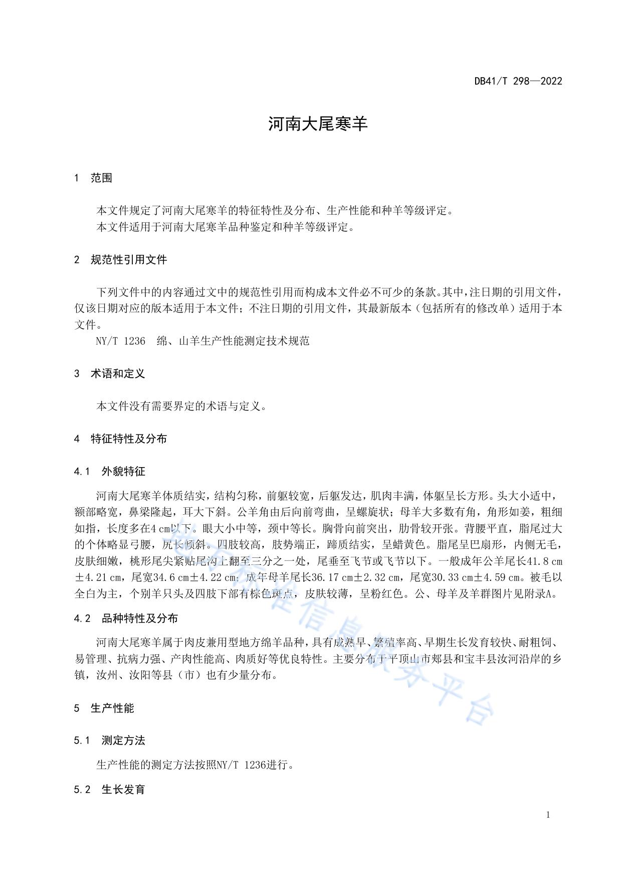 河南大尾寒羊